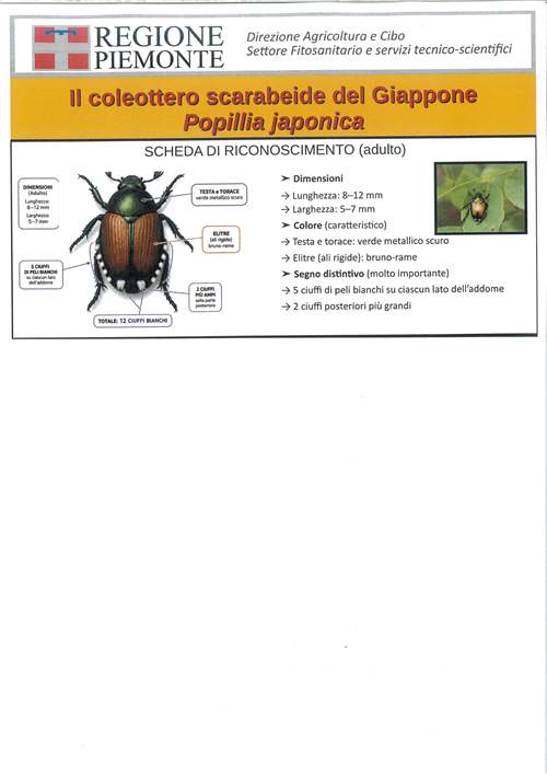 Popillia japonica: informazioni e trattamenti